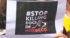 ناشطون يطالبون بحظر قتل الكلاب الضالة في المغرب
