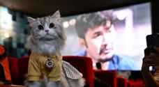 السماح للكلاب والقطط الأليفة بحضور السينما في هذا البلد