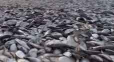 نفوق آلاف الأسماك على ساحل خليج تكساس الأمريكي - فيديو