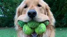كلب يحقق رقما قياسيا في موسوعة غينيس لحمله أكبر عدد من كرات التنس بفمه