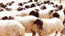 الزراعة تستأنف استيراد الاغنام الحية من المناشئ المسموحة