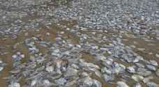 مجزرة أسماك على شواطئ تايلاند - فيديو