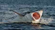لبنان يوضح حول ظهور أسماك القرش قرب شواطئه - فيديو