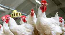 "حماية المستهلك": توقعات بانخفاض أسعار الدواجن الفترة المقبلة - فيديو
