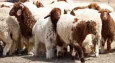 الزراعة: أسعار الأضاحي أقل من العام الماضي