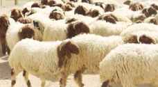 الزراعة: تصدير ١٣٠ ألف رأس من الأغنام الحية خلال أسبوعين