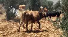 مستوطنون يهاجمون مزارعَ غرب أريحا ويرعون أبقارهم فيها-صور