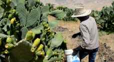 موجة الحر تعجّل بقطاف ثمار الصبر في وادي الهيدان