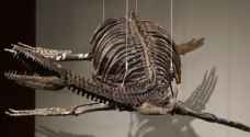 هيكلان عظميان لديناصورين للبيع بمزاد في نيويورك