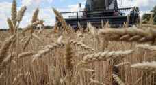 ارتفاع أسعار القمح عالميًا بعد انتهاء اتفاق تصدير الحبوب