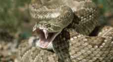 تعرف إلى أكثر أنواع الأفاعي سمية في الأردن- فيديو