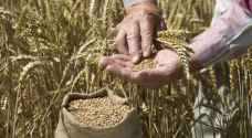 أسعار القمح ترتفع عالميًا لليوم الثالث على التوالي