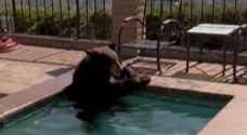 هربا من الحر.. عائلة أمريكية تُفاجأ بدب يشاركها حمام السباحة