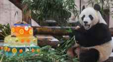 هكذا احتفل الباندا العملاق في سنغافورة لي لي بعيد ميلاده