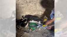 إنقاذ حياة كلبة وجرائها من الموت في مغارة مهجورة بالمفرق - فيديو