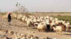 مهم من "زراعة المفرق" لمربي الأغنام في الأردن - فيديو