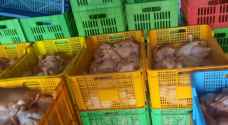 إتلاف ٦٠٠ كيلو غرام من الدواجن المخالفة في عمان