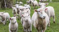 تسجيل ٤ أغنام في مدرسة بفرنسا لسبب غريب