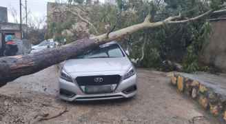 سقوط شجرة ضخمة على مركبة في أبو نصير.. صور