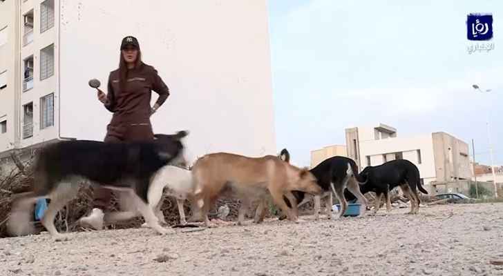 شابة تونسية تبادر بإطعام الحيوانات السائبة ومعالجتها – فيديو شابة تونسية تبادر بإطعام الحيوانات السائبة ومعالجتها – فيديو