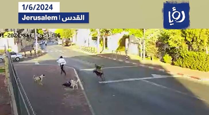 كلاب ضالة تعقر مستوطنا بالقدس